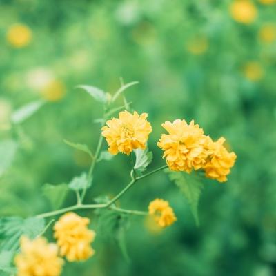 魔龙大菠萝手游下载